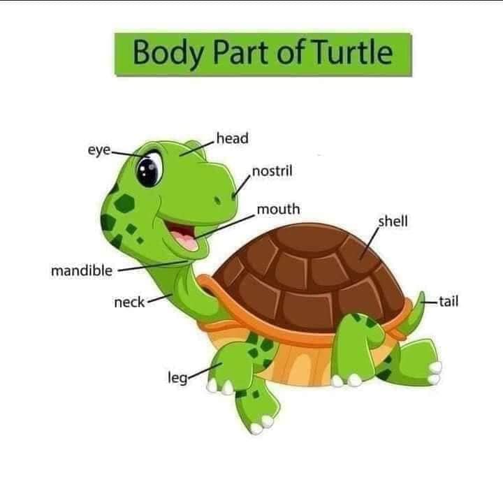 Body Part of Animals English Vocabulary