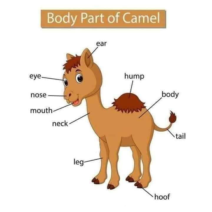 Body Part of Animals English Vocabulary