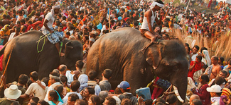 Which one is the largest animal fair in India?